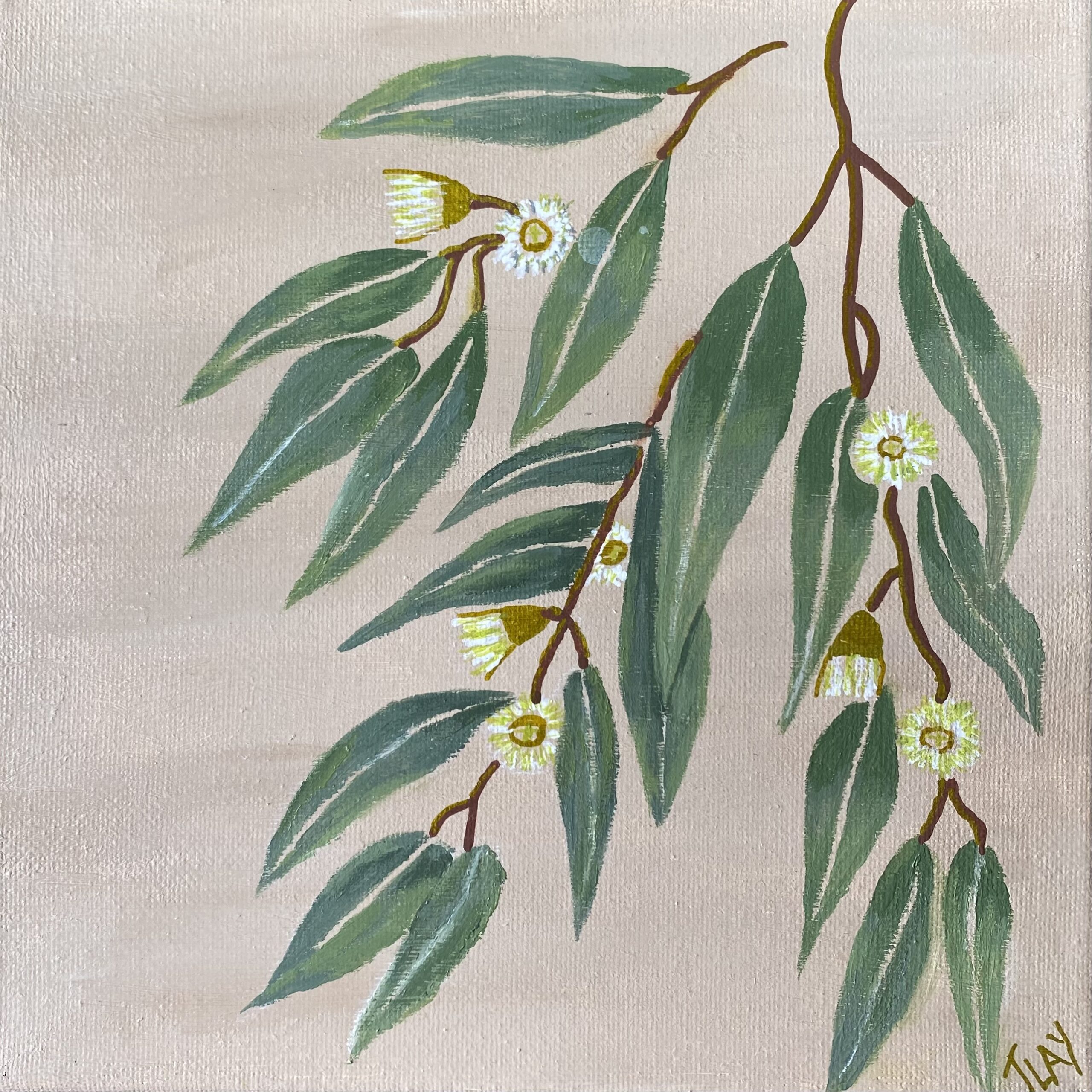 Gum Leaves 8x8 To Educate